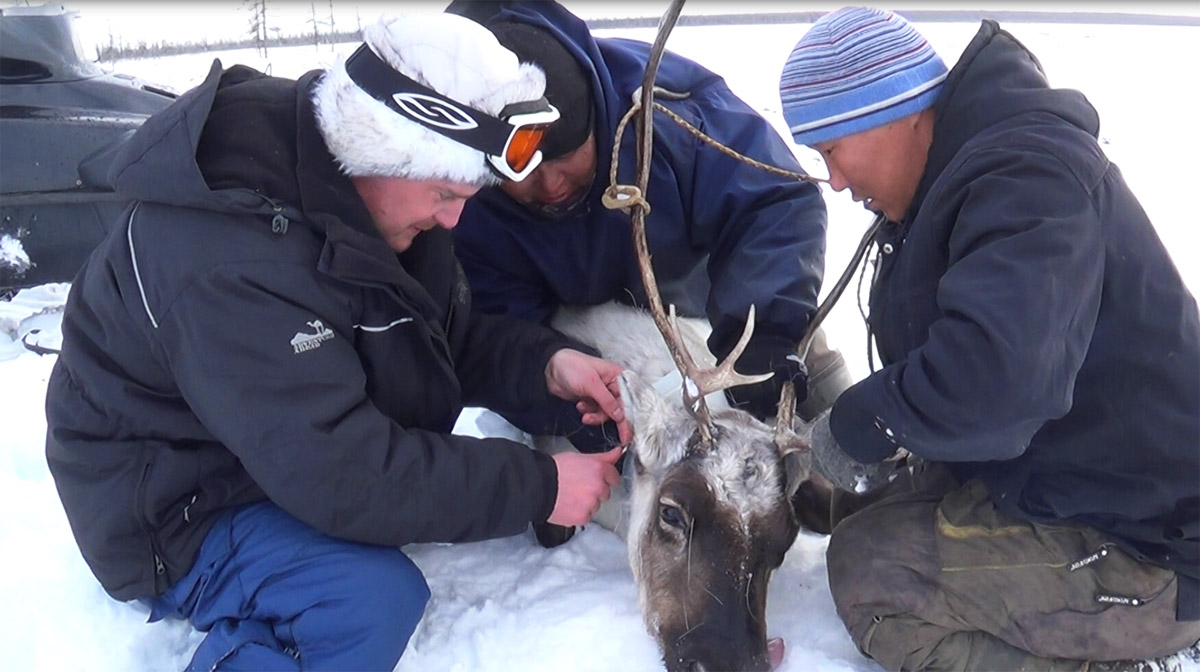 Зачем стрелять в зад медведю и ползти на пузе к моржу - 10